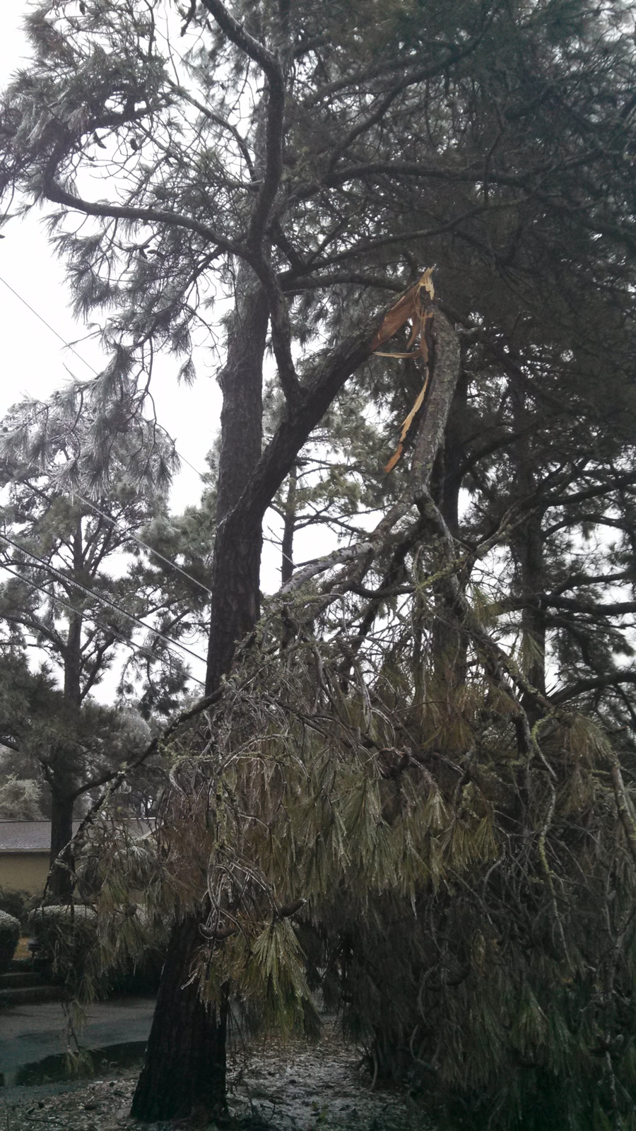 Branch breaks from weight of ice